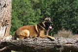 MALINOIS 072